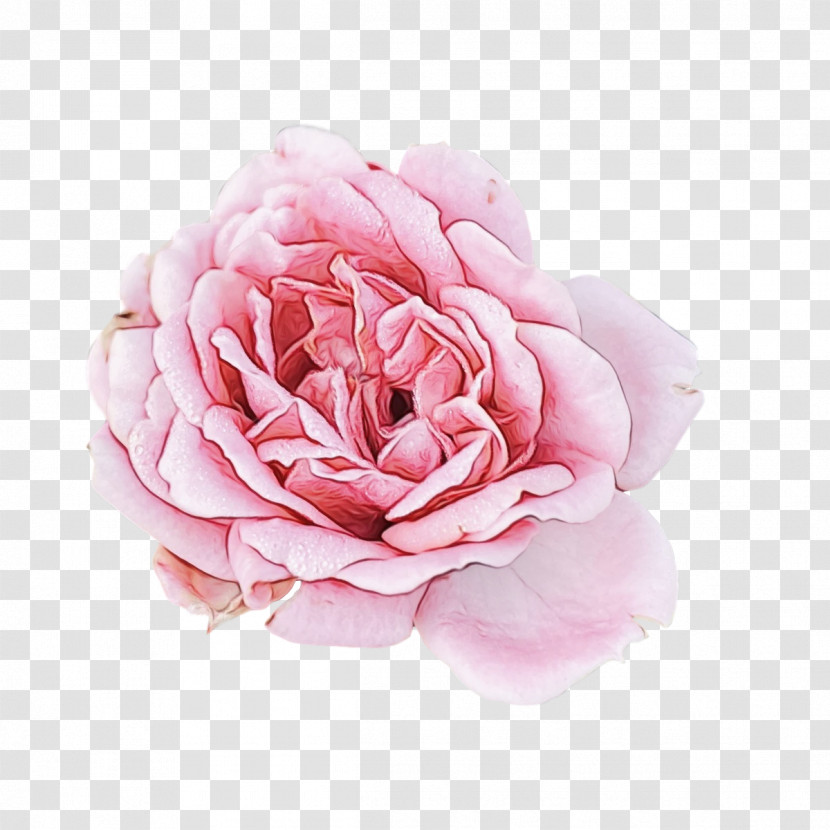 Garden Roses Transparent PNG