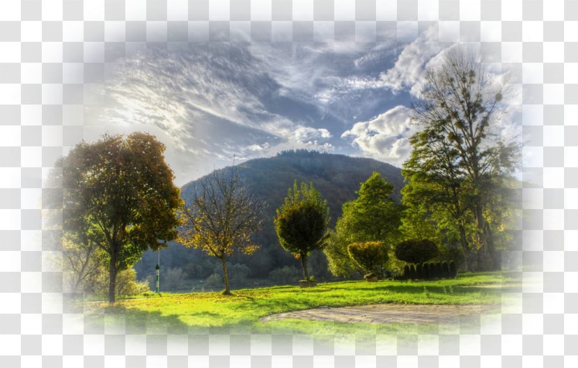 Desktop Wallpaper Sky Landscape Tree Nature - Natural Transparent PNG