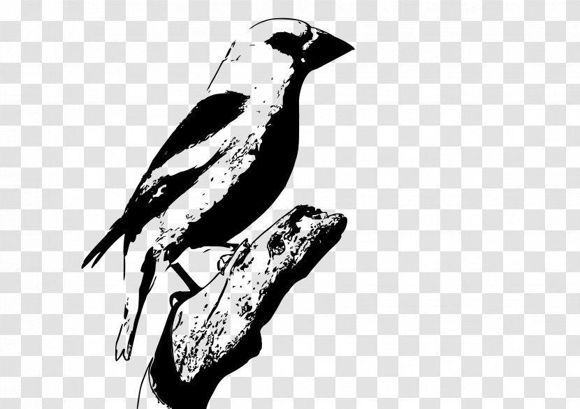 Clip Art - Fauna - Monochrome Transparent PNG