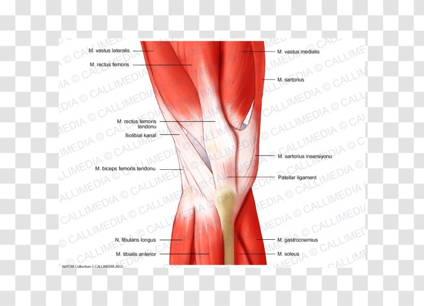 Muscular System Knee Rectus Femoris Muscle Human Anatomy - Flower Transparent PNG
