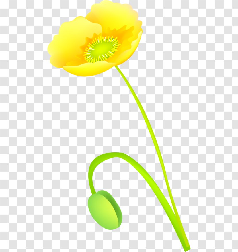 Flower Petal Google Images Internet - Yellow Transparent PNG