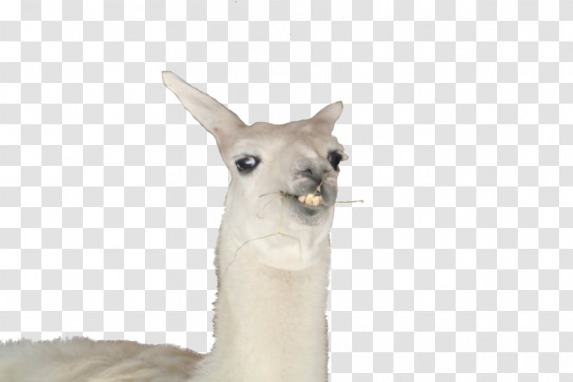 Llama Ola K Ase YouTube - Terrestrial Animal - Llamas Transparent PNG