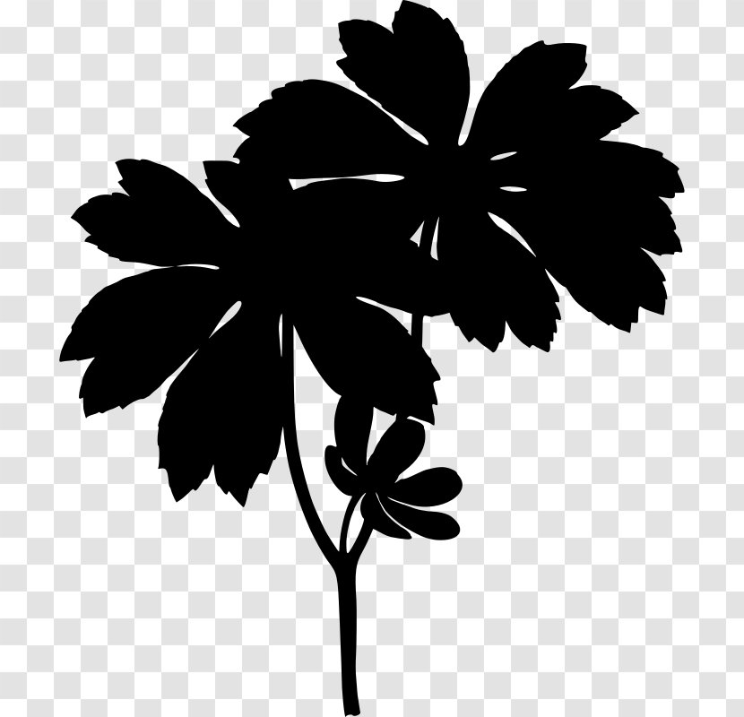 Podophyllum Peltatum Köhler's Medicinal Plants Goldenseal Perennial Plant - Monochrome Photography Transparent PNG