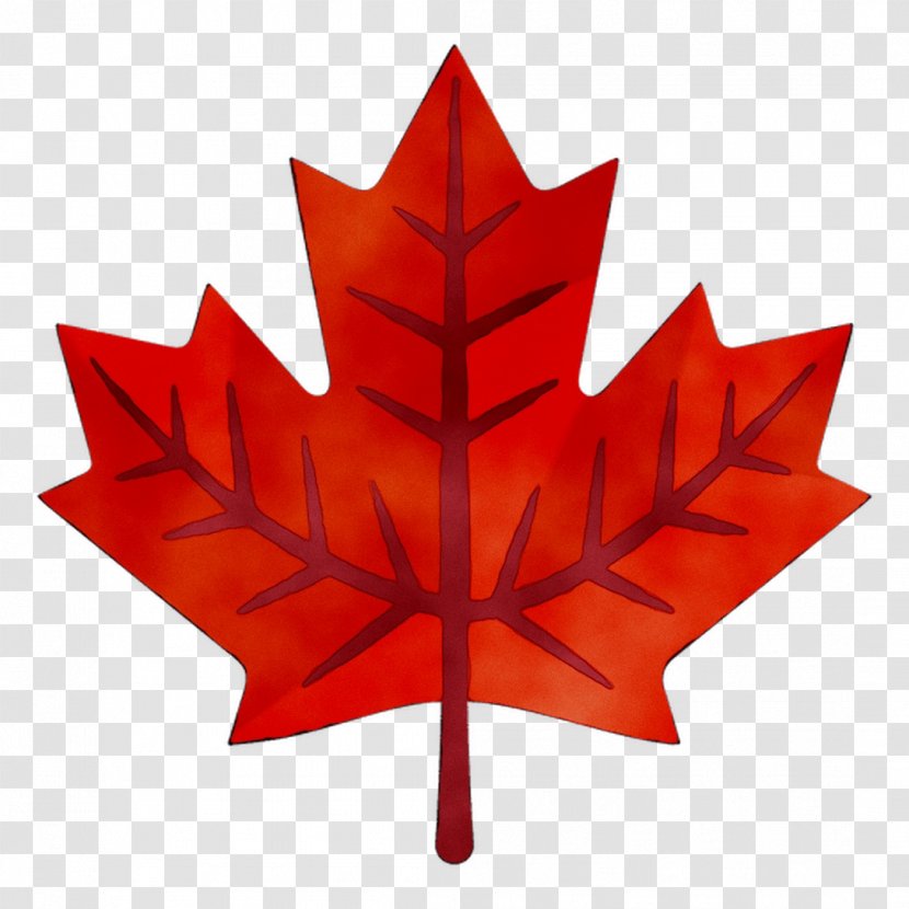 Flag Of Canada Digital Check Corporation Maple Leaf - Tree - Royaltyfree Transparent PNG