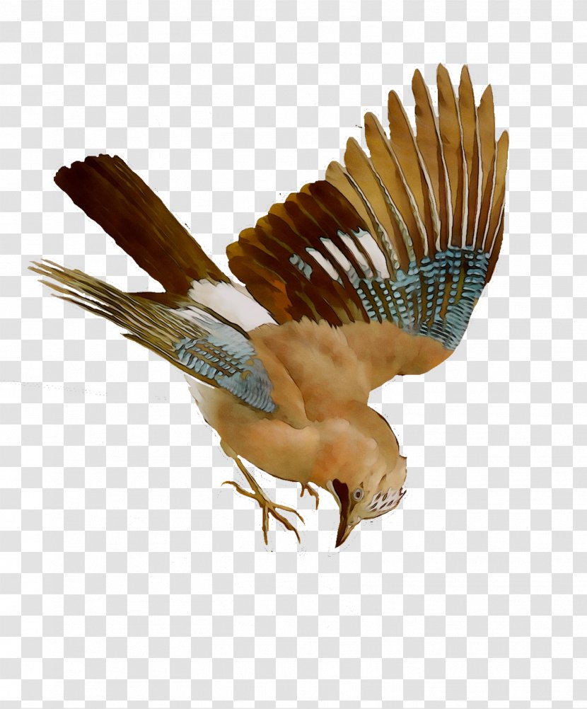Hawk Eagle Fauna Beak Feather - Wren Transparent PNG