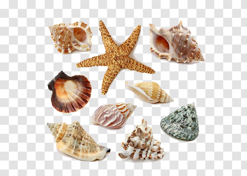 Seashell Stock Photography Royalty-free - Seashells And Starfish Transparent PNG