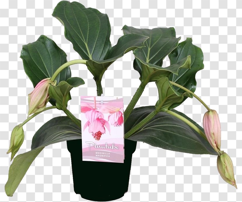 Medinilla Magnifica Mount Pinatubo Flowerpot Plant Bud - Philippines Transparent PNG