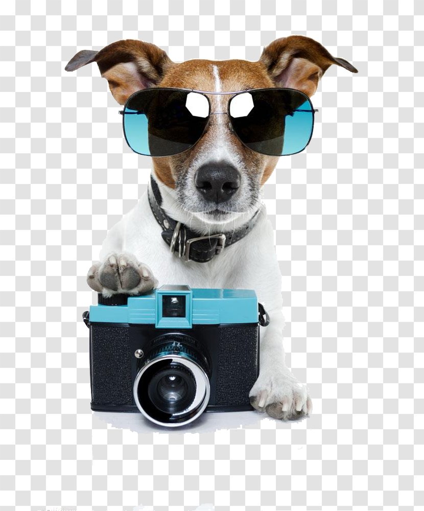 Jack Russell Terrier Pet Sitting Stock Photography Photographer - Dog Camera Free To Pull Transparent PNG