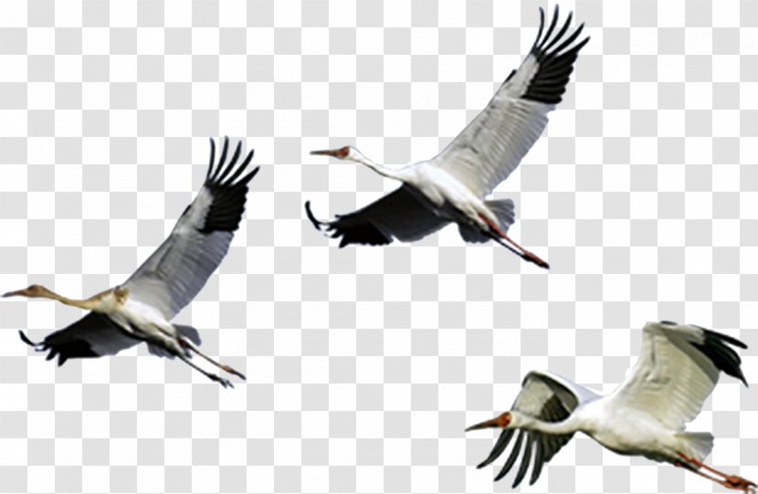 Cygnini Bird - Beak - Swan Transparent PNG