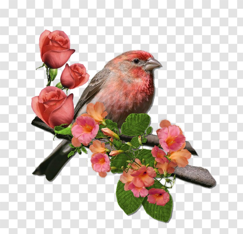 House Finch Finches Wren Northern Cardinal Rose Transparent PNG