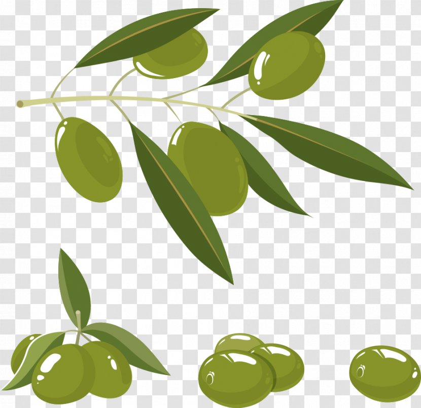 Olive Oil Branch - Leaf - Vector Olives Transparent PNG