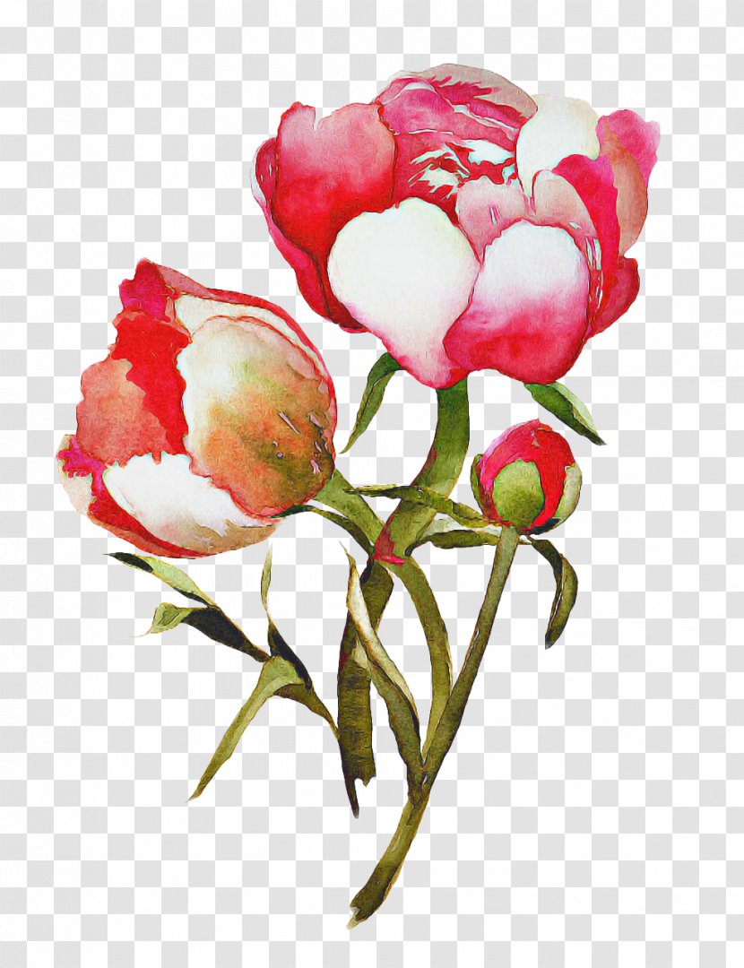 Watercolor Flower Background - Plant Stem - Rose Order Prickly Transparent PNG