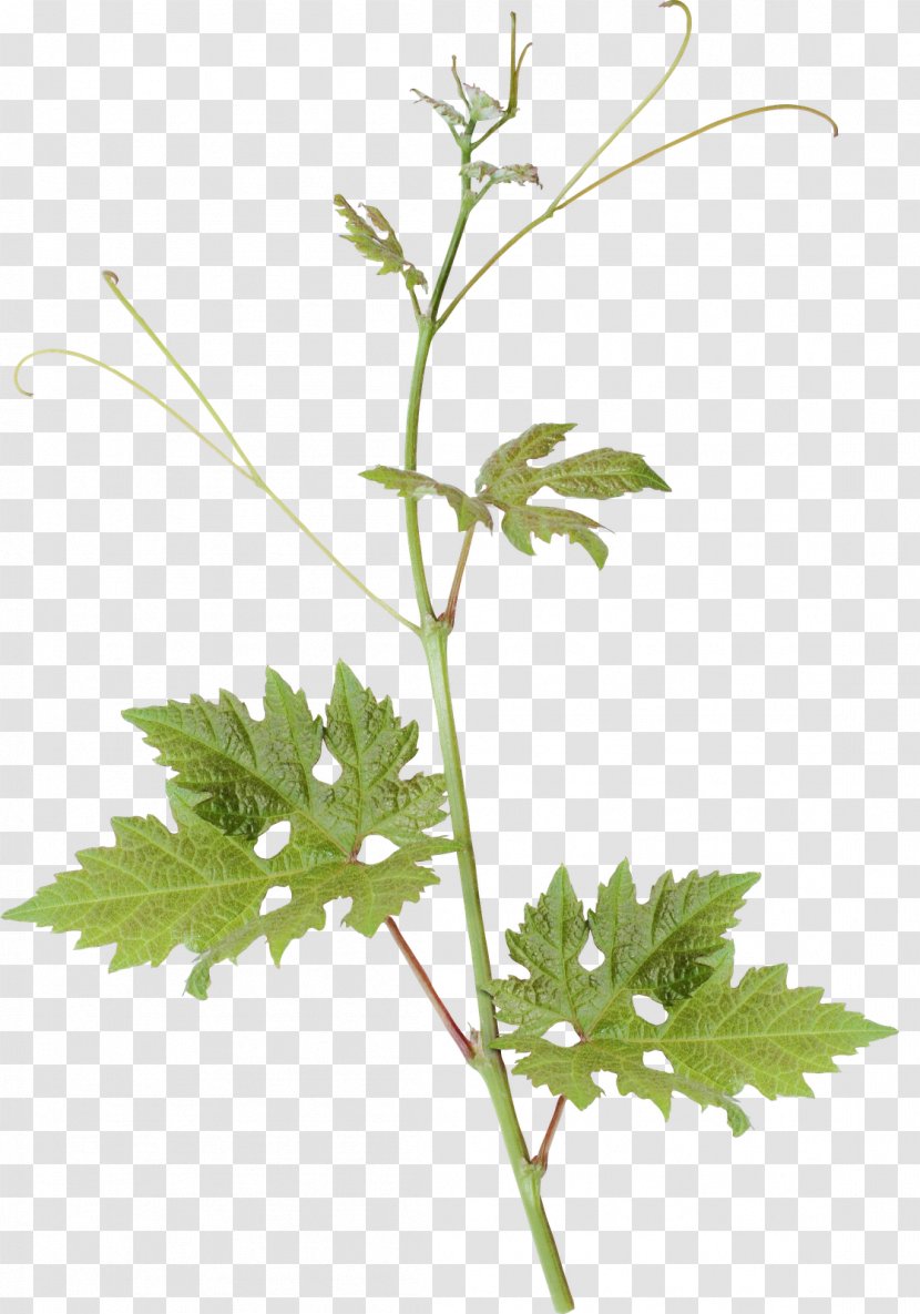 Parsley Leaf Plant Stem - Herb - Family Transparent PNG