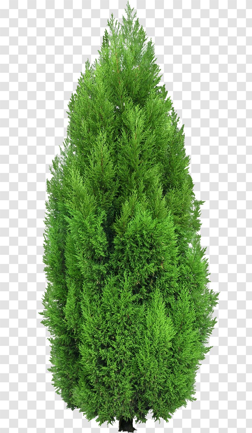 Mediterranean Cypress Tree Evergreen Clip Art - Fir - GARDEN Transparent PNG