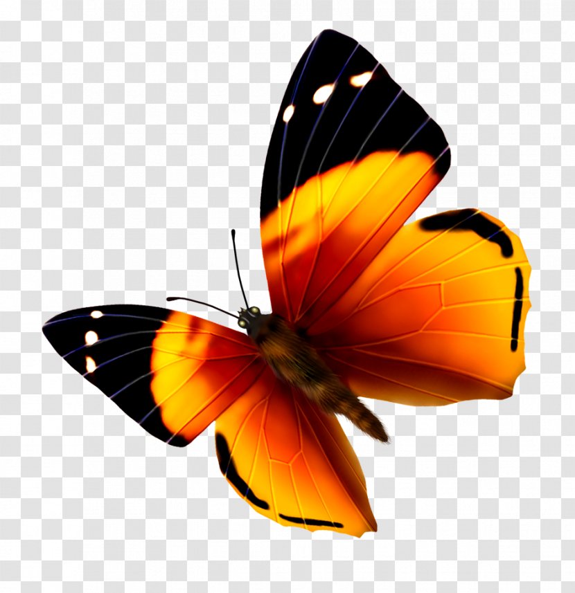 Monarch Butterfly Insect - Color Transparent PNG