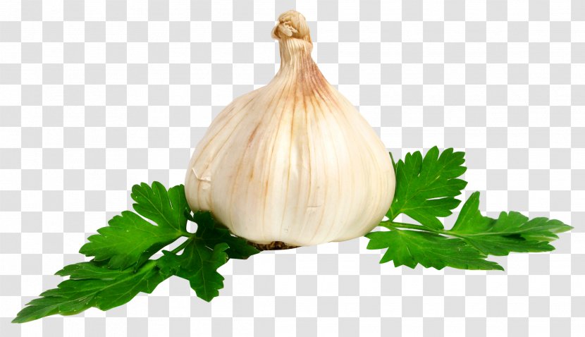 Garlic Onion - Ingredient Transparent PNG