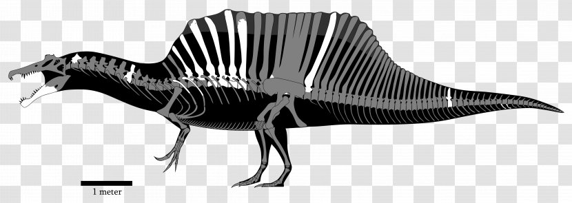 Spinosaurus Tyrannosaurus Edmontosaurus Compsognathus Carcharodontosaurus - Monochrome Photography - Dinosaur Transparent PNG