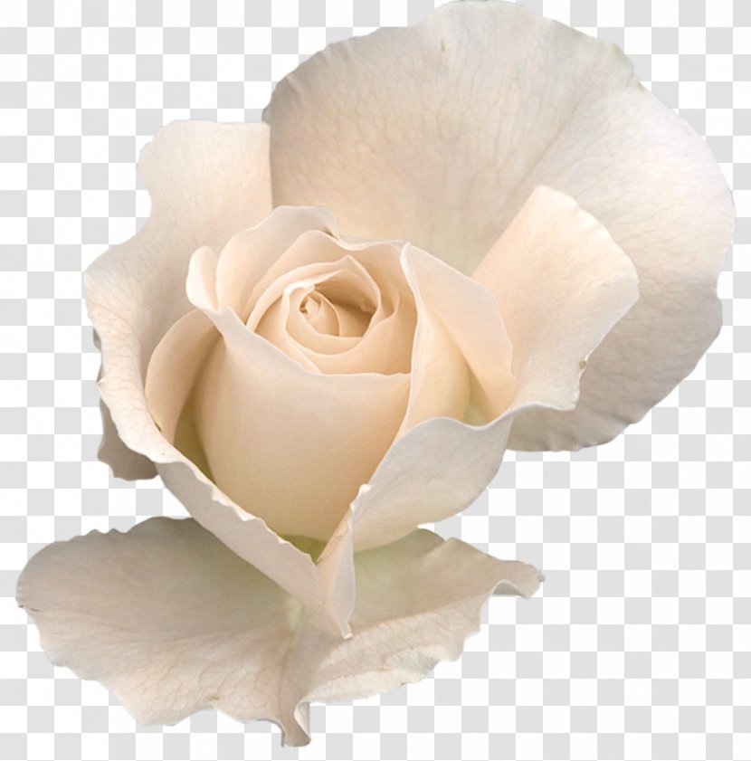 Rose Flower Clip Art - White Transparent Transparent PNG