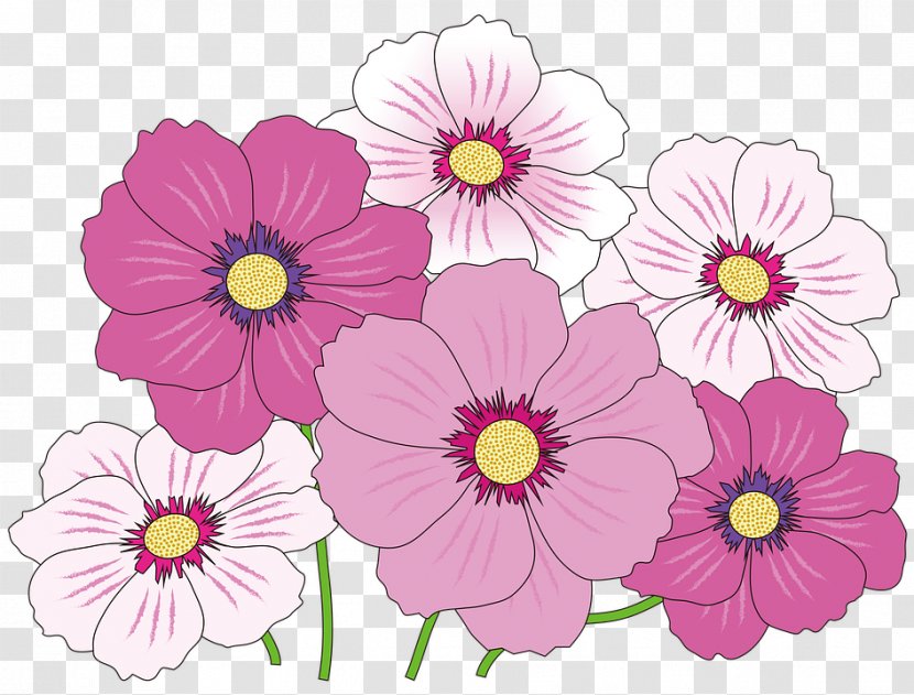 Pink Flowers Clip Art - Daisy Family - Cosmos Transparent PNG