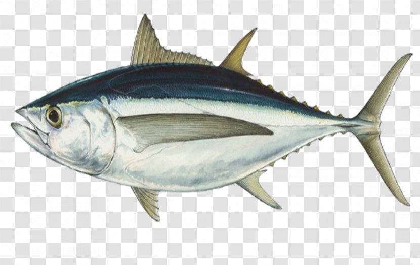 Albacore Bigeye Tuna Southern Bluefin Atlantic Fishing - Yellowfin Transparent PNG