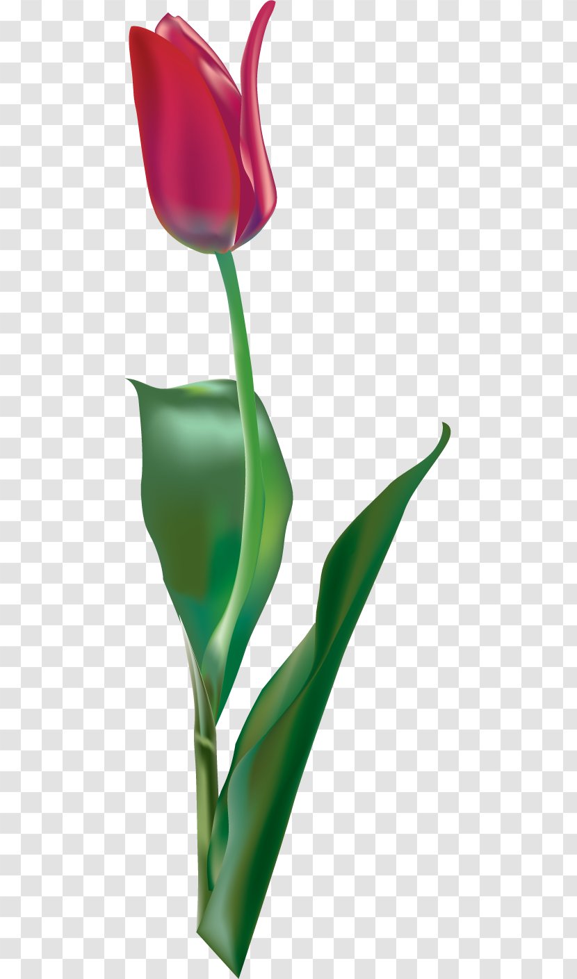 Tulip Red Purple - Green Transparent PNG