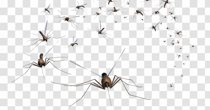 Mosquito Control Pest Household Insect Repellents - Fogging - Membranewinged Arthropod Transparent PNG