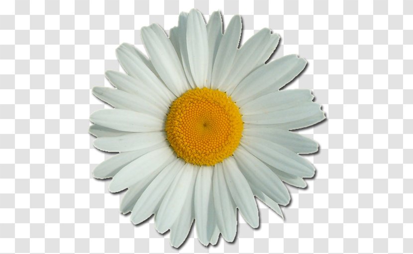 Common Daisy Flower Clip Art - Petal Transparent PNG