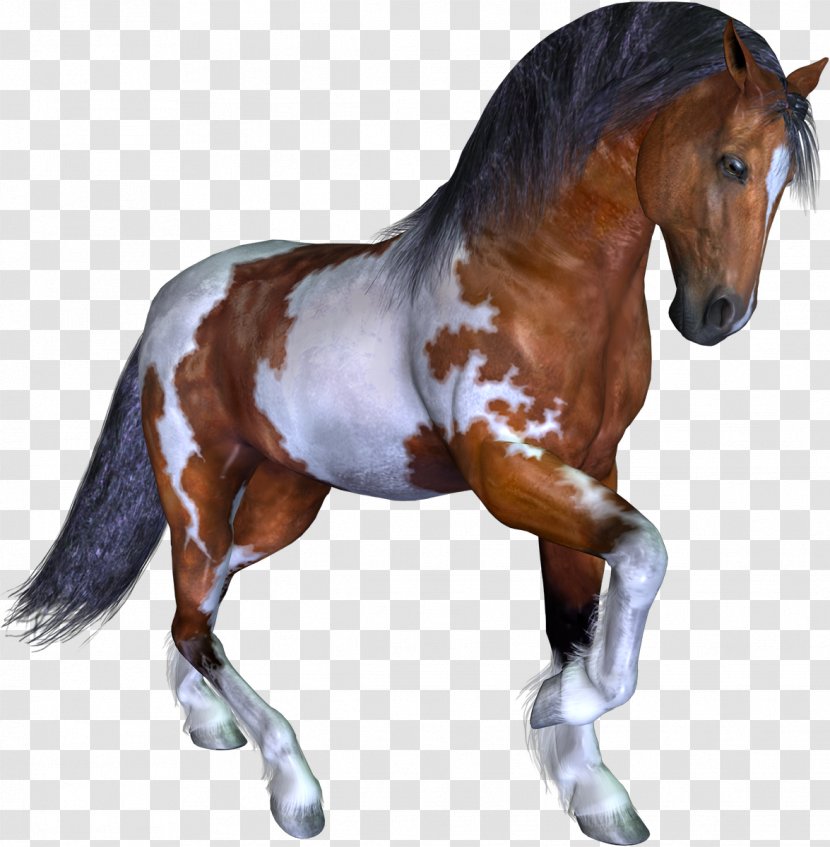 Mustang Stallion Mare Pony Wild Horse - Livestock - WİLD Transparent PNG
