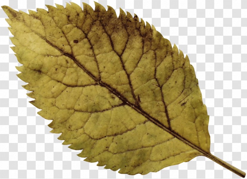 Leaf Green Transparent PNG