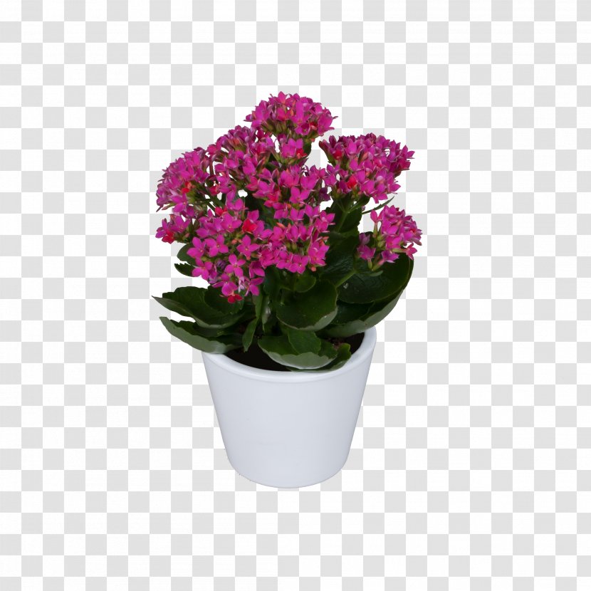 Vervain Flowerpot Pink Violet Cut Flowers - Flower Transparent PNG