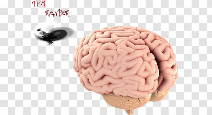 Brain 3D Rendering Computer Graphics - Cartoon Transparent PNG