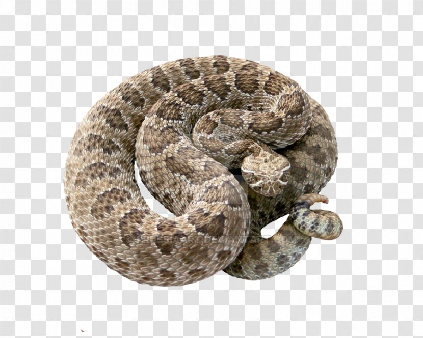 Sidewinder Northern Pacific Rattlesnake Snakebite - Timber Transparent PNG