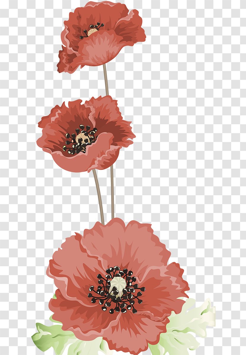 Wedding Image Photography Flower - Cut Flowers - Poppy Psd Transparent PNG