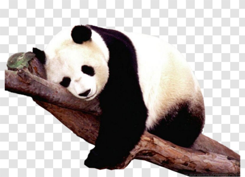 Sichuan Giant Panda Sanctuaries The Polar Bear Brown - Captivity - Sleeping Transparent PNG