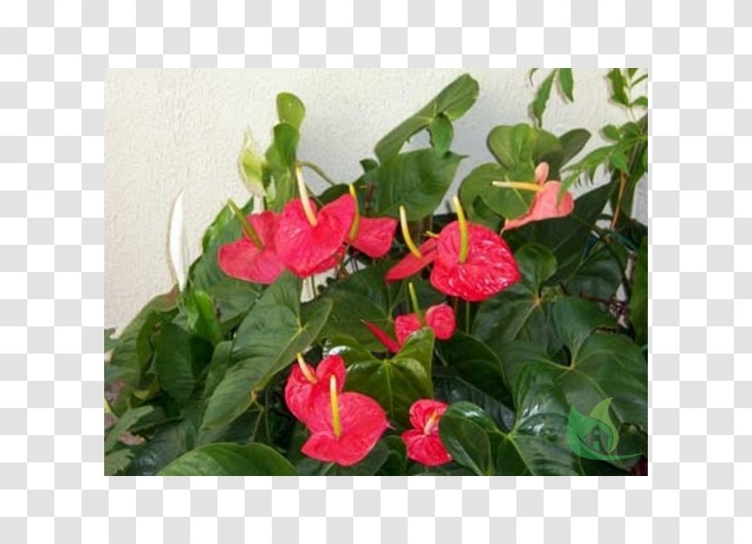 Flowerpot Garden Anthurium Andraeanum Houseplant - Red - Flower Transparent PNG