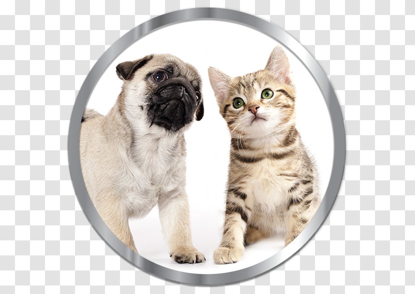 Pug Puppy Kitten Cat Beagle - Dog Transparent PNG