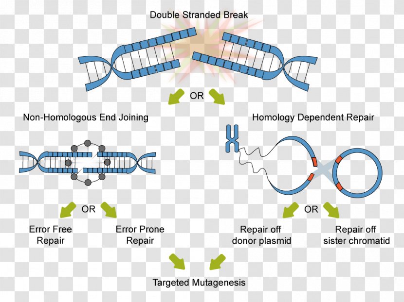 Technology CRISPR Non-homologous End Joining Homology Directed Repair DNA - Genome Transparent PNG