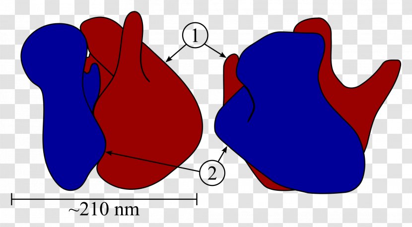 Ribosome Cell Ribosomal RNA Cytoplasm - Heart - Tree Transparent PNG