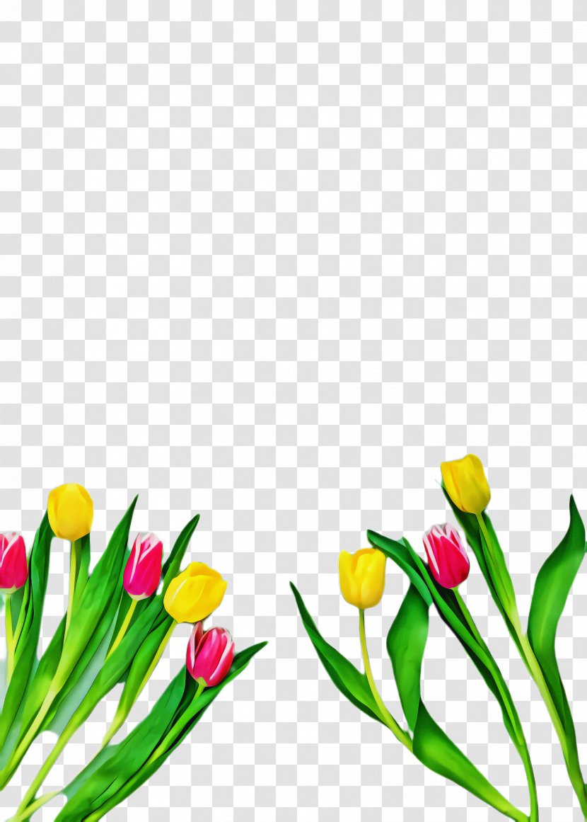 Lily Flower Cartoon - Bud - Family Transparent PNG