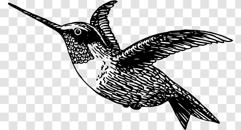 Black-chinned Hummingbird Clip Art - Monochrome - Clipart Transparent PNG