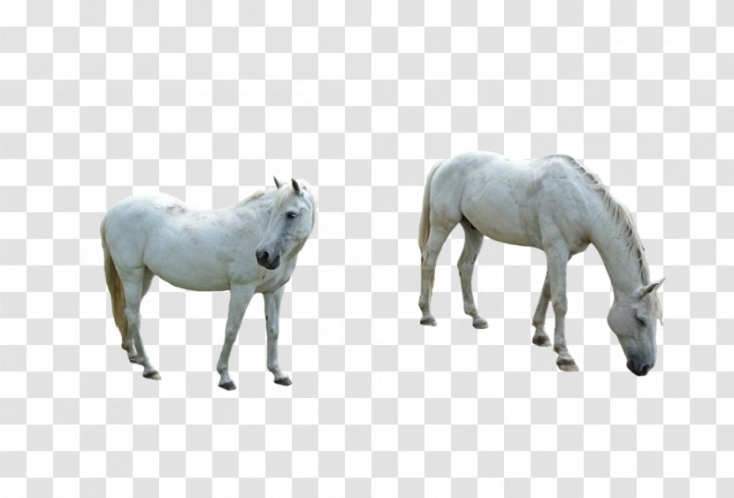 Shetland Pony Mustang Stallion Mare - Livestock - White Horse Transparent PNG