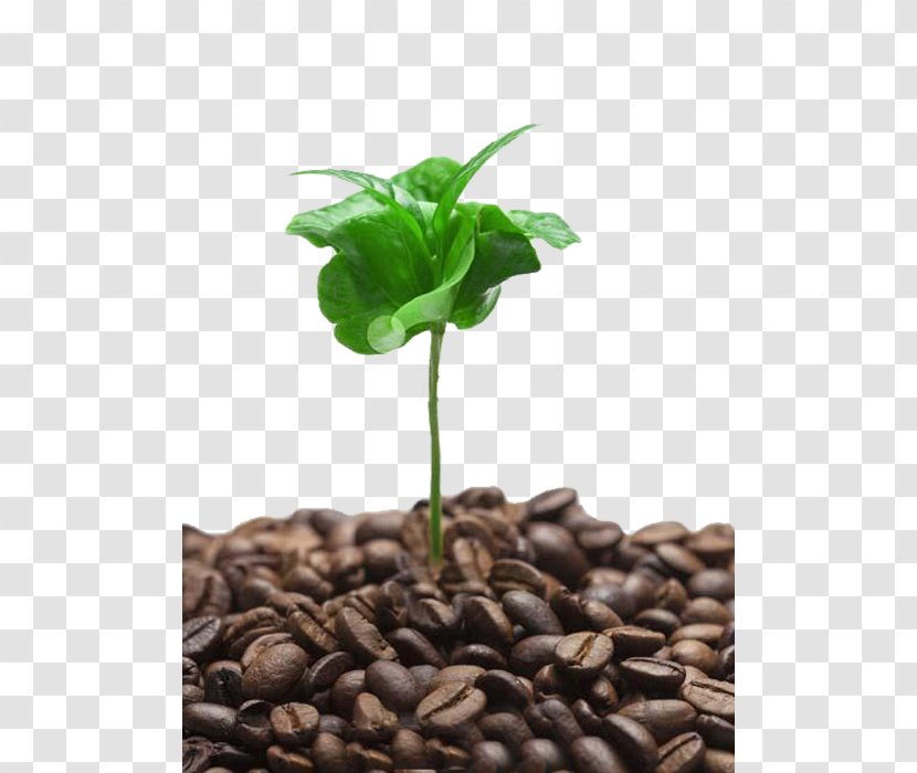 Coffee Cafe Tree Shoot - Branch - Buds Picture Material Transparent PNG