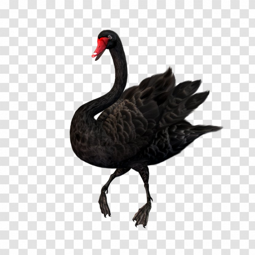 Black Swan Clip Art - Beak - Cartoon Goose Transparent PNG