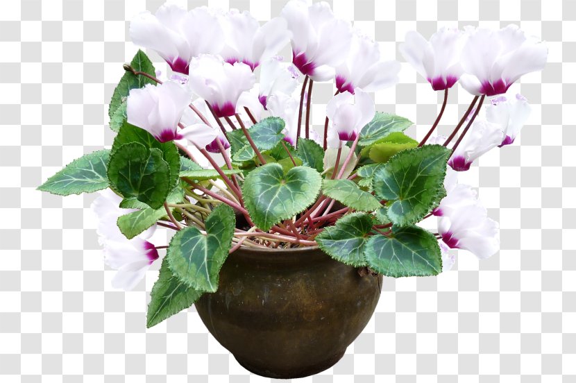 Flowerpot Plant Cyclamen Persicum - Flower Minimal Transparent PNG