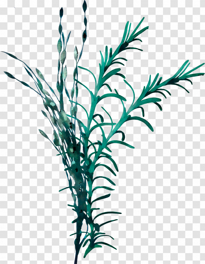 Plant Leaf Grass Grass Family Plant Stem Transparent PNG