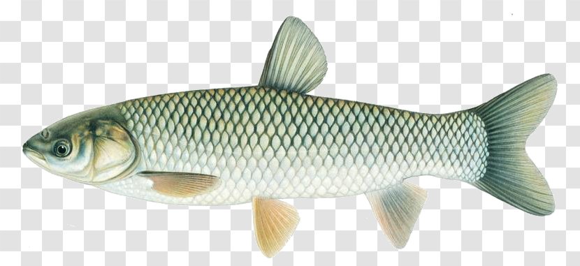 Common Carp Grass Silver Bighead - Ray Finned Fish Transparent PNG