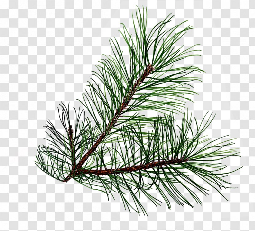 Leaf Tree Conifer Cone Pinus Palustris Clip Art - Spruce - Pine Cliparts Free Transparent PNG