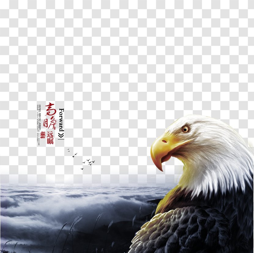 Bald Eagle High-definition Television 3D Film Wallpaper - Display Resolution - Show Great Foresight Transparent PNG