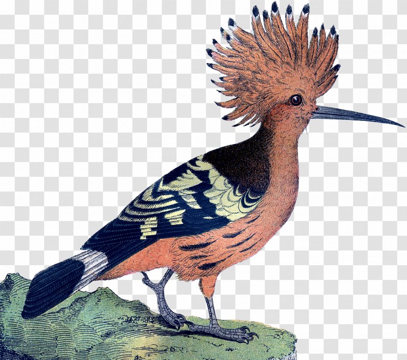 Bird Galliformes Feather Beak Crest - Wing - Pink Transparent PNG