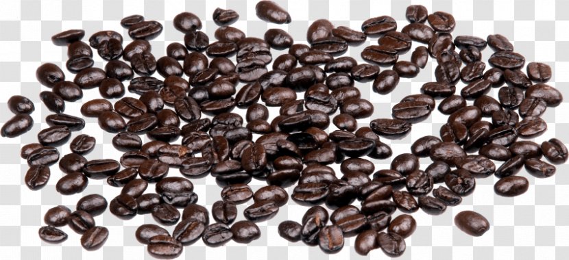 Coffee Bean Cafe Jamaican Blue Mountain - Coffea Transparent PNG